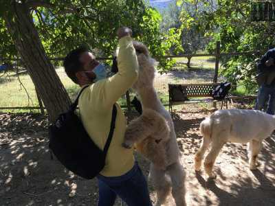 Quando un visitatore prende un fico e lo porta in alto alzando il braccio, l�animale prende lo slancio e scatta sino a raggiungere l�agognato frutto